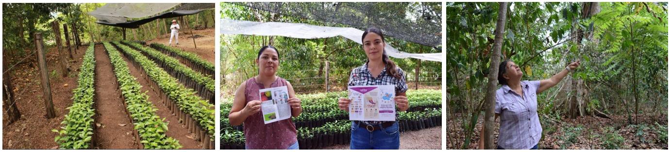 4 Luego de germinar sus plantas de café en el vivero.jpg Luego de germinar sus plantas de café en el vivero, las traspasan a un cafetal.