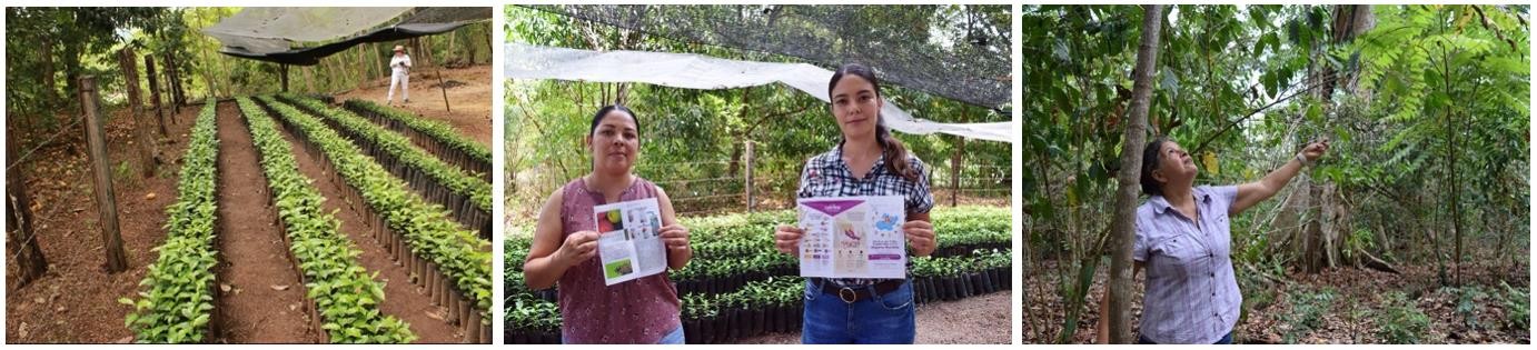 4 Luego de germinar sus plantas de café en el vivero.jpg