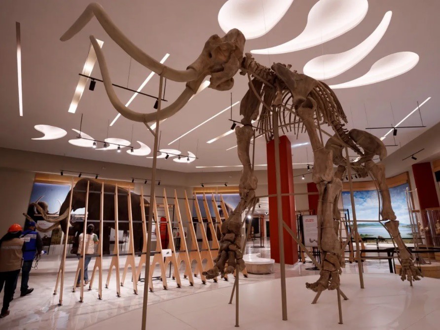 6 Los restos fósiles de uno de los 480 mamuts.jpg Los restos fósiles de uno de los 480 mamuts rescatados en las excavaciones fueron armados en un 95% para su exhibición en este museo. https://www.ultimominuto.news/noticias/Museo-del-Mamut-en-el-AIFA-costo-de-entrada-y-horarios-20220421-0030.html