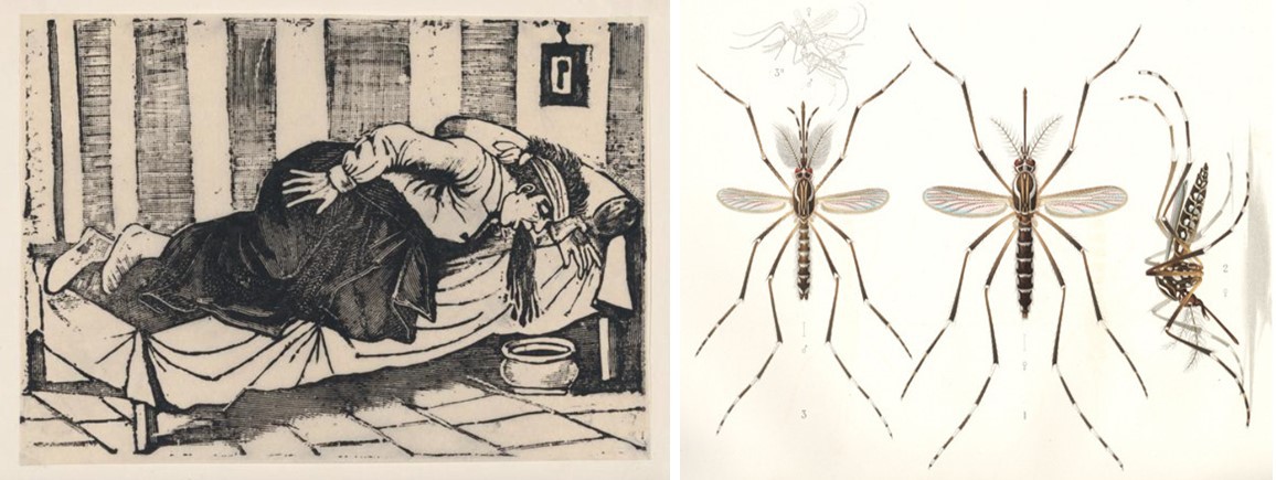 El “vómito prieto” o negro se contagia por la picadura del mosquito llamado Aedes, el cual se reproduce en las zonas costeras y húmedas. Imágenes recuperadas de: Memoria Histórica de las Epidemias y Pandemias en México INAI. 