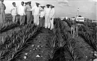 ¡Gloria a Yucatán! El ferrocarril en la península