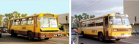 Vitrinas y delfines convertidos en autobuses de la Ruta 100.png